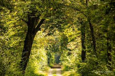 Paysages